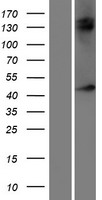 NXF5 Protein - Western validation with an anti-DDK antibody * L: Control HEK293 lysate R: Over-expression lysate