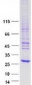 NXNL1 / TXNL6 Protein - Purified recombinant protein NXNL1 was analyzed by SDS-PAGE gel and Coomassie Blue Staining