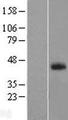 NXPE1 / FAM55A Protein - Western validation with an anti-DDK antibody * L: Control HEK293 lysate R: Over-expression lysate