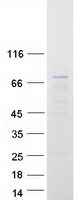 NXPE3 / FAM55C Protein - Purified recombinant protein NXPE3 was analyzed by SDS-PAGE gel and Coomassie Blue Staining