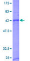 NXPH2 Protein - 12.5% SDS-PAGE of human NXPH2 stained with Coomassie Blue