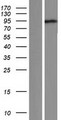NYAP1 / C7orf51 Protein - Western validation with an anti-DDK antibody * L: Control HEK293 lysate R: Over-expression lysate