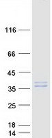 OAF Protein - Purified recombinant protein OAF was analyzed by SDS-PAGE gel and Coomassie Blue Staining