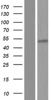 OAS1 Protein - Western validation with an anti-DDK antibody * L: Control HEK293 lysate R: Over-expression lysate