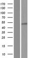 OAS1 Protein - Western validation with an anti-DDK antibody * L: Control HEK293 lysate R: Over-expression lysate