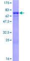 OAS1 Protein - 12.5% SDS-PAGE of human OAS1 stained with Coomassie Blue