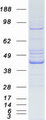 OAS1 Protein - Purified recombinant protein OAS1 was analyzed by SDS-PAGE gel and Coomassie Blue Staining