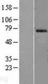 OAS2 Protein - Western validation with an anti-DDK antibody * L: Control HEK293 lysate R: Over-expression lysate