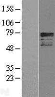 OASIS / CREB3L1 Protein - Western validation with an anti-DDK antibody * L: Control HEK293 lysate R: Over-expression lysate