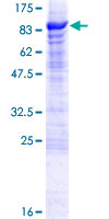 OASIS / CREB3L1 Protein - 12.5% SDS-PAGE of human CREB3L1 stained with Coomassie Blue