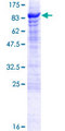 OASIS / CREB3L1 Protein - 12.5% SDS-PAGE of human CREB3L1 stained with Coomassie Blue