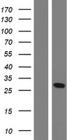 OAZ1 / OAZ Protein - Western validation with an anti-DDK antibody * L: Control HEK293 lysate R: Over-expression lysate