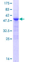 OAZ3 Protein - 12.5% SDS-PAGE of human OAZ3 stained with Coomassie Blue