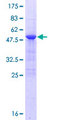 OAZ3 Protein - 12.5% SDS-PAGE of human OAZ3 stained with Coomassie Blue