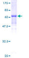 OBFC1 Protein - 12.5% SDS-PAGE of human OBFC1 stained with Coomassie Blue