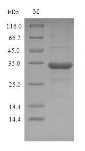 OBP2A Protein - (Tris-Glycine gel) Discontinuous SDS-PAGE (reduced) with 5% enrichment gel and 15% separation gel.