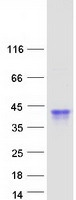 OBP2B Protein - Purified recombinant protein OBP2B was analyzed by SDS-PAGE gel and Coomassie Blue Staining