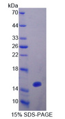 OCEL1 Protein - Recombinant  Occludin/ELL Domain Containing Protein 1 By SDS-PAGE
