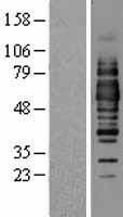 OCLN / Occludin Protein - Western validation with an anti-DDK antibody * L: Control HEK293 lysate R: Over-expression lysate