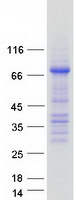 OCLN / Occludin Protein - Purified recombinant protein OCLN was analyzed by SDS-PAGE gel and Coomassie Blue Staining