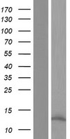 OCM / Oncomodulin Protein - Western validation with an anti-DDK antibody * L: Control HEK293 lysate R: Over-expression lysate