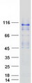 OCRL Protein - Purified recombinant protein OCRL was analyzed by SDS-PAGE gel and Coomassie Blue Staining