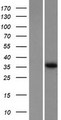 OCSP / TSPAN10 Protein - Western validation with an anti-DDK antibody * L: Control HEK293 lysate R: Over-expression lysate