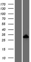 ODAM Protein - Western validation with an anti-DDK antibody * L: Control HEK293 lysate R: Over-expression lysate