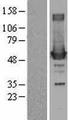ODC1 / Ornithine Decarboxylase Protein - Western validation with an anti-DDK antibody * L: Control HEK293 lysate R: Over-expression lysate