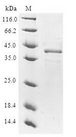 ODC1 / Ornithine Decarboxylase Protein - (Tris-Glycine gel) Discontinuous SDS-PAGE (reduced) with 5% enrichment gel and 15% separation gel.