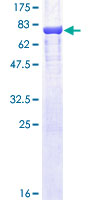 ODC1 / Ornithine Decarboxylase Protein - 12.5% SDS-PAGE of human ODC1 stained with Coomassie Blue
