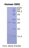 ODC1 / Ornithine Decarboxylase Protein - Recombinant Ornithine Decarboxylase By SDS-PAGE