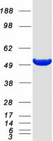 ODC1 / Ornithine Decarboxylase Protein - Purified recombinant protein ODC1 was analyzed by SDS-PAGE gel and Coomassie Blue Staining