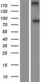 ODF2 Protein - Western validation with an anti-DDK antibody * L: Control HEK293 lysate R: Over-expression lysate