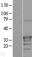ODF3L2 Protein - Western validation with an anti-DDK antibody * L: Control HEK293 lysate R: Over-expression lysate