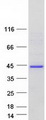 ODF3L2 Protein - Purified recombinant protein ODF3L2 was analyzed by SDS-PAGE gel and Coomassie Blue Staining