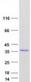 OGFOD2 Protein - Purified recombinant protein OGFOD2 was analyzed by SDS-PAGE gel and Coomassie Blue Staining
