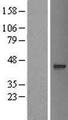 OGFOD3 Protein - Western validation with an anti-DDK antibody * L: Control HEK293 lysate R: Over-expression lysate
