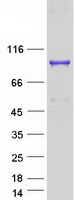 OGFR Protein - Purified recombinant protein OGFR was analyzed by SDS-PAGE gel and Coomassie Blue Staining
