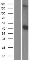 OGG1 Protein - Western validation with an anti-DDK antibody * L: Control HEK293 lysate R: Over-expression lysate