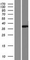 OGG1 Protein - Western validation with an anti-DDK antibody * L: Control HEK293 lysate R: Over-expression lysate