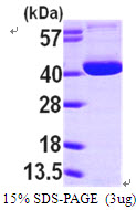 OGG1 Protein