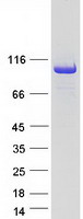 OGT / O-GLCNAC Protein - Purified recombinant protein OGT was analyzed by SDS-PAGE gel and Coomassie Blue Staining