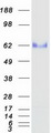 OIT3 Protein - Purified recombinant protein OIT3 was analyzed by SDS-PAGE gel and Coomassie Blue Staining