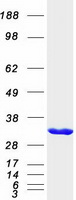 OLAH Protein - Purified recombinant protein OLAH was analyzed by SDS-PAGE gel and Coomassie Blue Staining