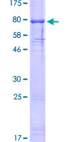 OLFM4 / Olfactomedin 4 Protein - 12.5% SDS-PAGE of human OLFM4 stained with Coomassie Blue