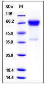OLFM4 / Olfactomedin 4 Protein
