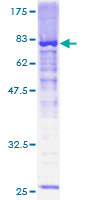 OLFML2A Protein - 12.5% SDS-PAGE of human OLFML2A stained with Coomassie Blue