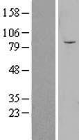 OLFML2B Protein - Western validation with an anti-DDK antibody * L: Control HEK293 lysate R: Over-expression lysate