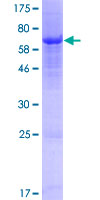 OLFML3 Protein - 12.5% SDS-PAGE of human OLFML3 stained with Coomassie Blue